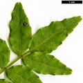SpeciesSub: f. brevispinosum